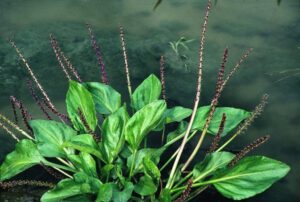 Plantago-cordata.i-6747.s-26143.r-1_d619a799-d06a-49c3-8aec-ed5167809a04
